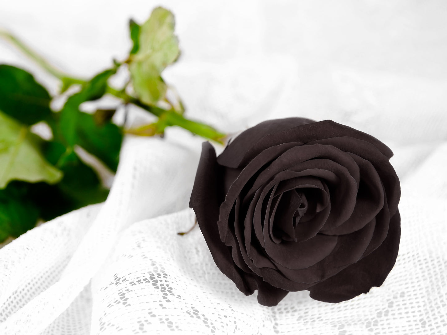 Black Rose Seeds – Grow Mysterious Dark Maroon Roses in Your Garden