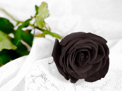 Black Rose Seeds – Grow Mysterious Dark Maroon Roses in Your Garden