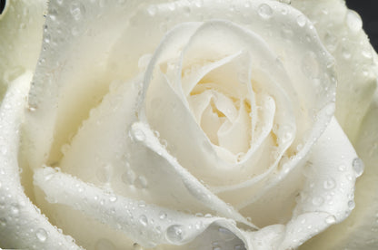 White Rose Seeds – Grow Elegant Bridal Roses in Your Garden