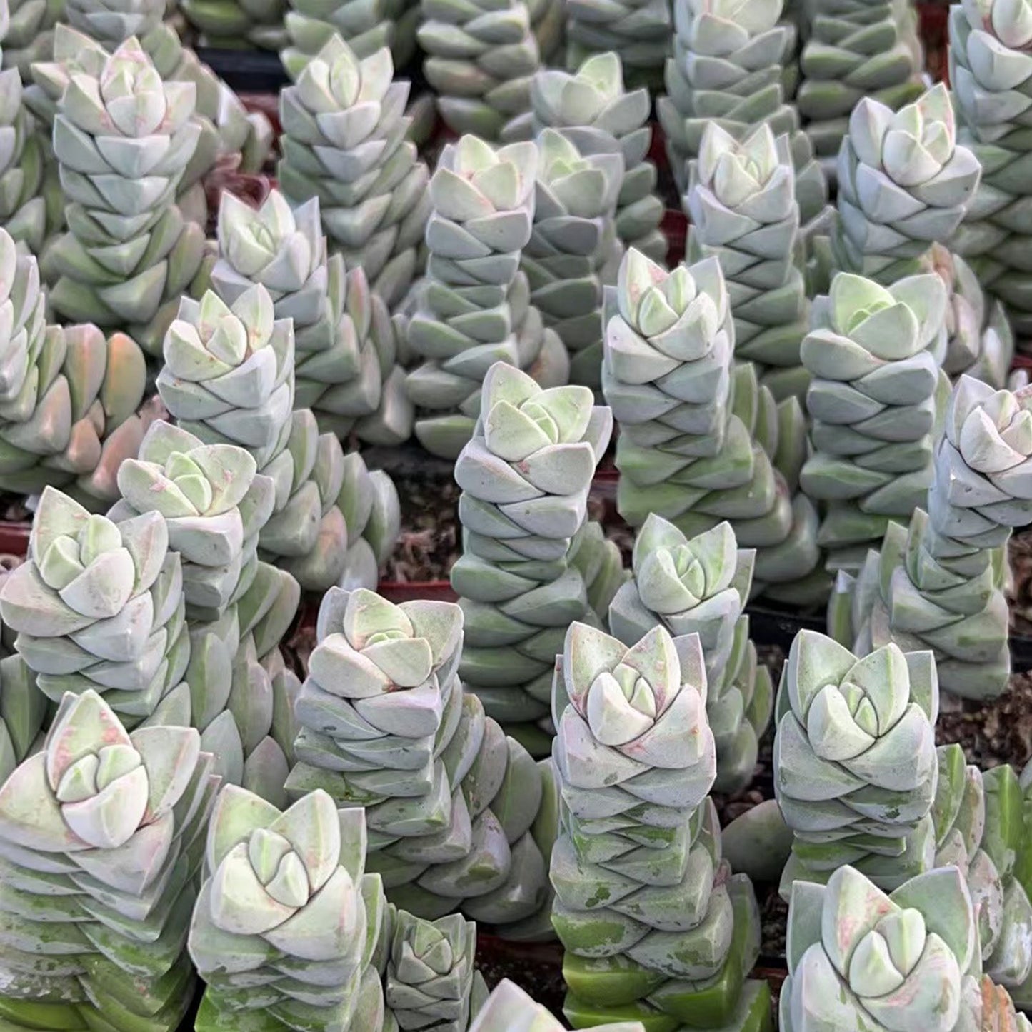 Crassula 'Moonglow'