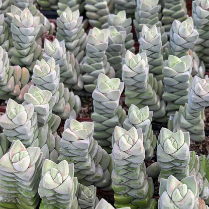 Crassula 'Moonglow'
