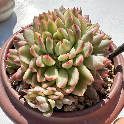 Echeveria Mebina Variegata (4 inch)