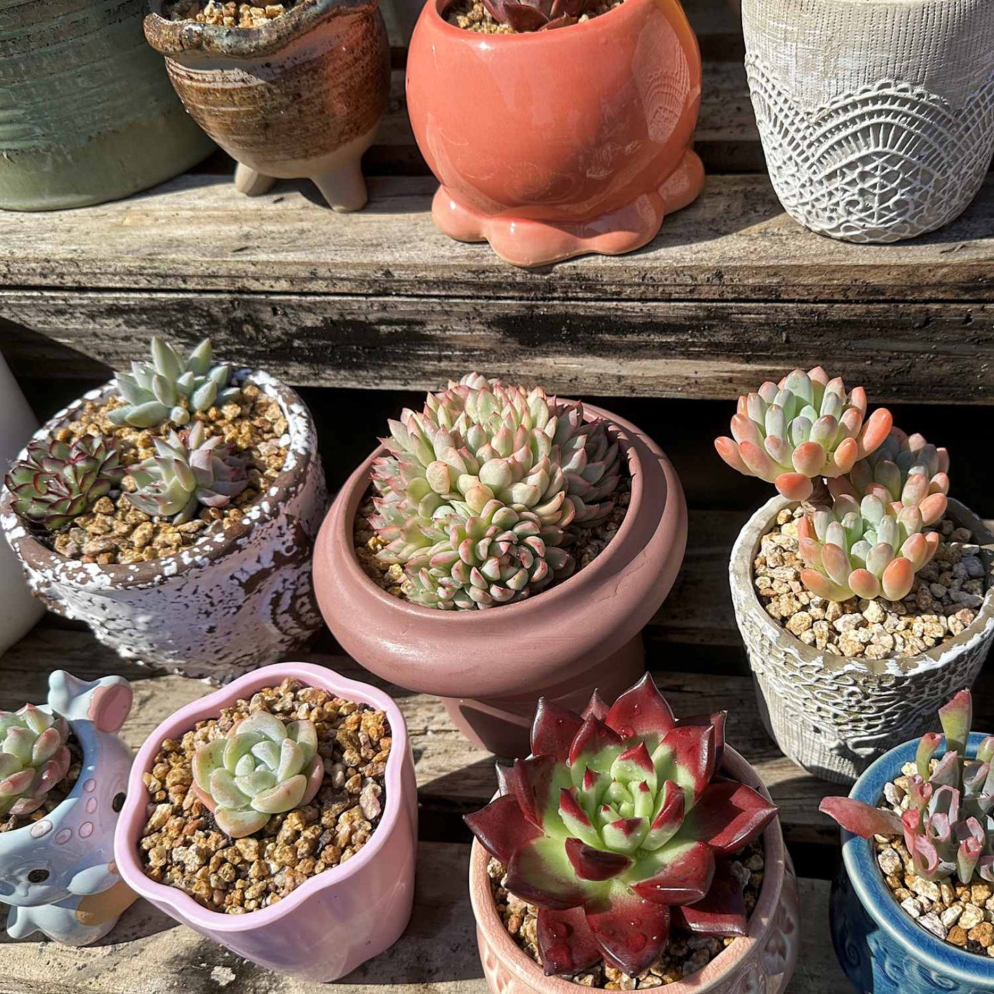 Echeveria Mebina Variegata (4 inch)